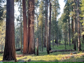 Sequia, USA National Parks